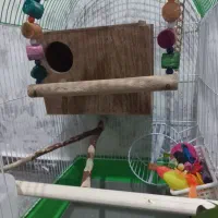 طوطی برزیلی نژاد فیشر به همراه وسایل|پرنده|پاکدشت, پاکدشت (مامازند)|دیوار