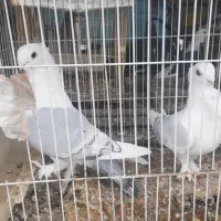 کبوتر|پرنده|بیرجند, |دیوار