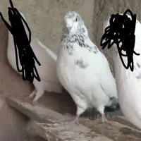 کفتر کبوتر کله دمسبز گمشده