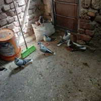 تعدادی کبوتر نر و ماده