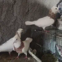 کبوتر طوقی|پرنده|فرخ‌شهر, |دیوار