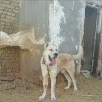 توله ها با سگ فروشیه|سگ|تربتحیدریه, باغ سلطانی|دیوار