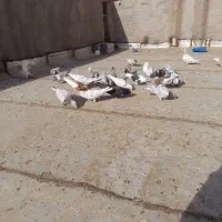 کفتر سرور کلاغ یهودی قورگی