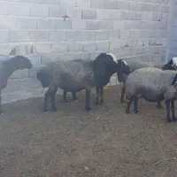 ۵ میش شال آبستن سنگین وشیشک