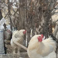 فروش فوری دو تا خروس درجه یک برهما