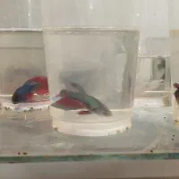 ماهی فایتر|ماهی|مشهد, الهیه|دیوار