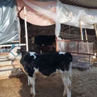 گوساله ماده مونت بیلیارد درجه یک گاو.تلیسه