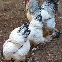 تخمنطفهداربرهما لایت|حیوانات مزرعه|یزد, |دیوار