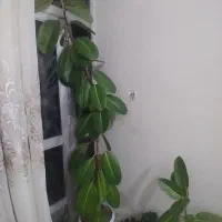 گل گوش فیلی