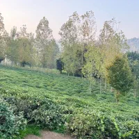 715متر پروانه دار سنددار