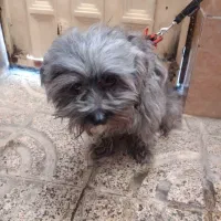 سلام یک عددسگ پاکوتاه