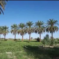 فروش زمین کشاورزی
