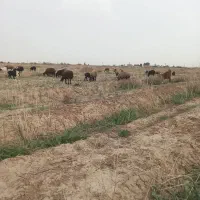 فروش گوسفند نژاد شال و افشار