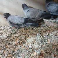 کبوتر موشی|پرنده|تهران, توحید|دیوار