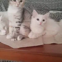 گربه های خوشگل حدودا ۳ ماهه