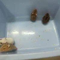 همستر مینیاتوری|موش و خرگوش|شیراز, قلعه نو|دیوار