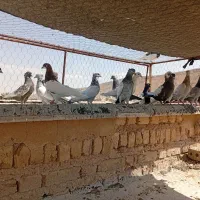 کبوتر|پرنده|شیراز, سینما سعدی|دیوار