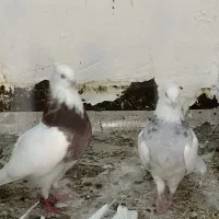 طوقی سو قدیم