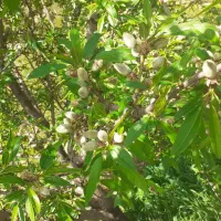 فروش یک قطعه باغ