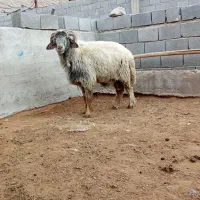 قوچ داشتی|حیوانات مزرعه|مرودشت, مجد آباد|دیوار