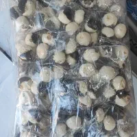 پخش مستقیم لواشک شلاقی زیر قیمت جهان هستی سلوا|عمدهفروشی|مشهد, شهرک شیرین|دیوار