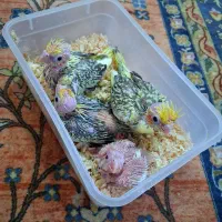 ۴ عدد جوجه عروس هلندی سرلاکی سالم