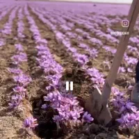 همایش زعفران
