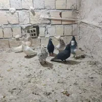 کفتر پرشی ب شرط پرش