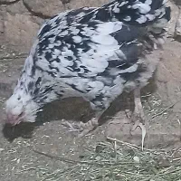 یه جفت چش نوک سفید|پرنده|بروجن, |دیوار