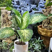 معجزه نگهداری از گیاهان آپارتمانی