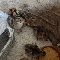 جوجه بوغلمون