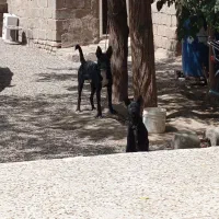 سگ نر|سگ|کرمان, |دیوار