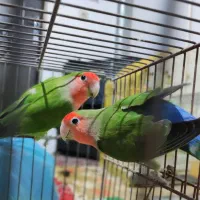 فروش یک جفت کوتوله برزیلی نر و ماده مولد