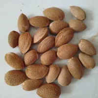 بادام درختی
