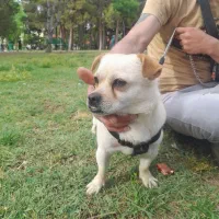 واگذاری یک عددسگ پیکینیز