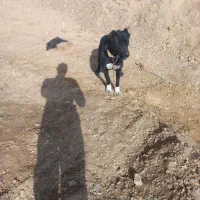 سگ افغان گله ای ضمانتی|سگ|مود, |دیوار