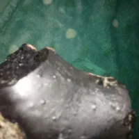 شهاب سنگ|جواهرات|کرمان, |دیوار