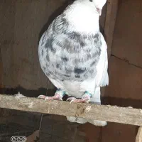 خانه طوقی کرج،انواع کبوتران طوقی کاکلی