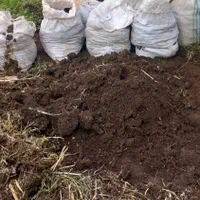 هرس درخت وتمیز کاری باغ باغچه ویلا|خدمات باغبانی و درختکاری|بابل, |دیوار