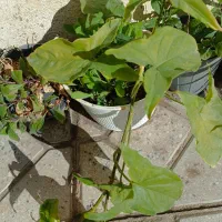 گلها|گل و گیاه طبیعی|میانه, |دیوار