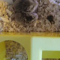 همستر روبروفسکی