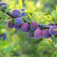 فروش انواع نهال های تخصصی با مجوز|خدمات باغبانی و درختکاری|اسدآباد, |دیوار