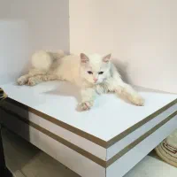 گربه ماده پرشین اشرافی دم سنجابی چشم یخی