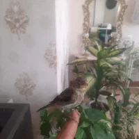 جوجه سهره قناری نر دستی|پرنده|اصفهان, باب الدشت|دیوار