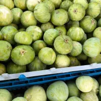 انجیر گلوگاه