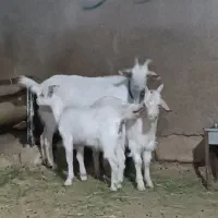بزسانن بادوبزغاله