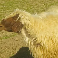 قوچ سنجابی کژل