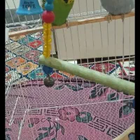 یه جفت مرغ عشق انگیلیسی گرید a