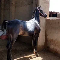 کره نریان  کره آرشا کیانی بامدرک|اسب و تجهیزات اسب‌سواری|اصفهان, نقش جهان|دیوار