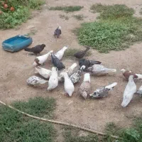 فروش کبوتر|پرنده|آق قلا, |دیوار